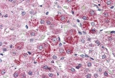 Immunohistochemistry-Paraffin: Wnt-9a Antibody [NBP3-14524] - Immunohistochemistry of formalin-fixed, paraffin-embedded human adrenal after heat-induced antigen retrieval.